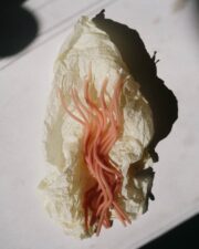 Viva Spiral Pink - Image 5